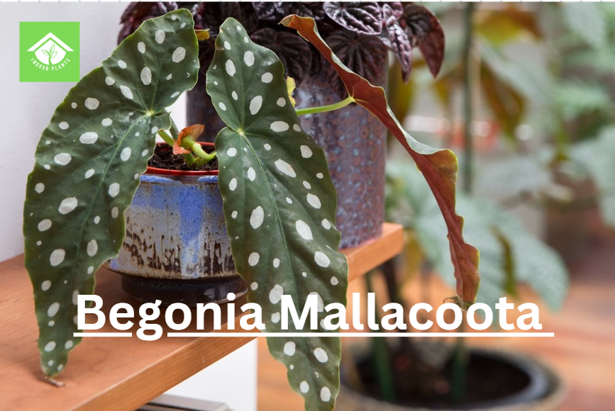 Why Begonia Is the Perfect Indoor Plant